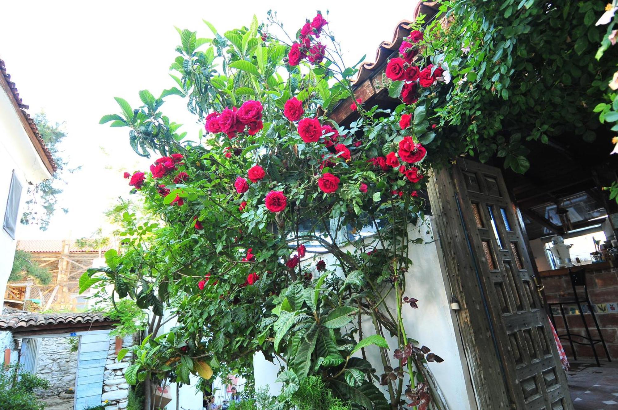 Kirkinca Hotel Selçuk Bagian luar foto